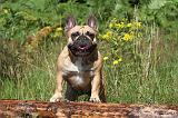 BOULEDOGUE FRANCAIS 005